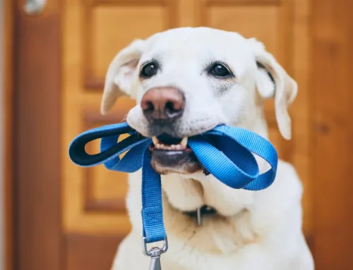 Creating Pet-Friendly Bathrooms and Kitchens